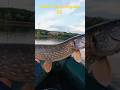 Zapraszam na nowy film!!                          Chciał przegryźć ponton!!@MuchySpinningoweDK