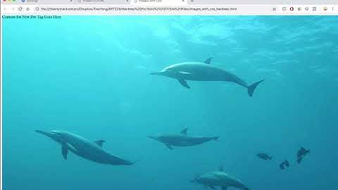 Adding and Styling Images with HTML and CSS