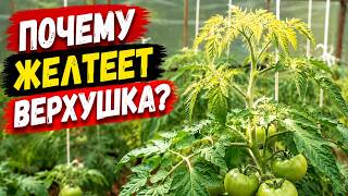 Пожелтела верхушка на томатах? Как исправить и от чего это вообще бывает.