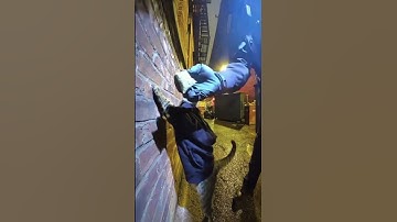 Cat Caught With Catnip Runs From Police!