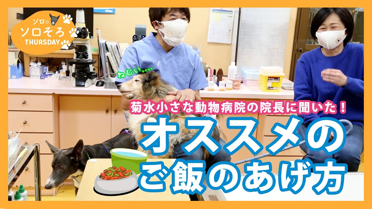 動物病院の院長先生に聞いてみた ドッグフードには が多く含まれている Youtube