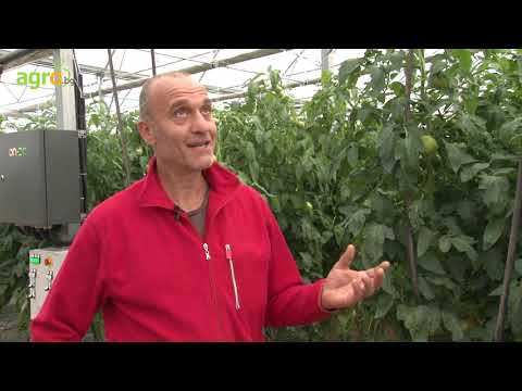 Радослав Лазов: От две китки набрани домати, инвестицията в „умно“ земеделие се избива