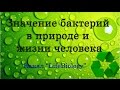 Значение бактерий в природе и жизни человека