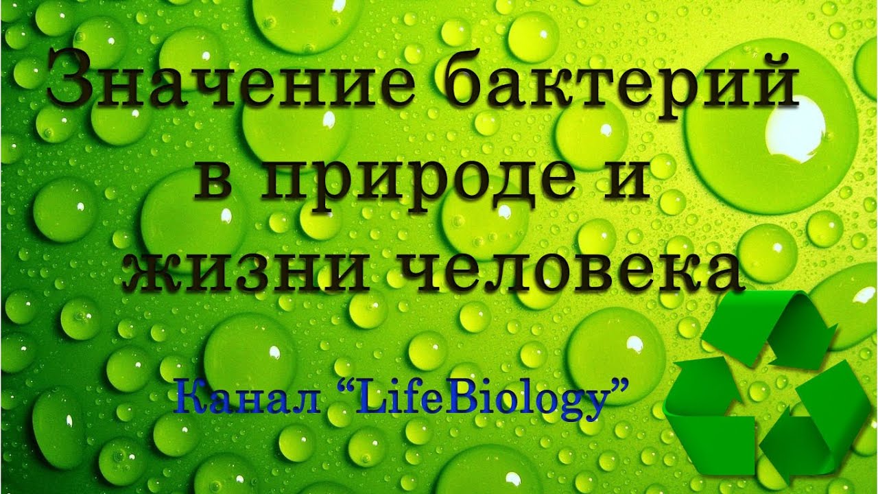 Картинки бактерий за 5 класс состав картинки бактерий кулинар