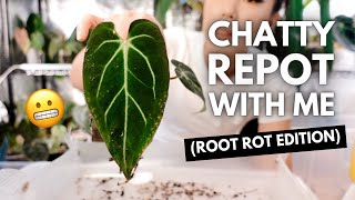 Chatty repot with me! Treating root rot on some of my favourite anthuriums