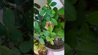 Rose Plant Care in Rainy Season #asmr #garden #leafycorner