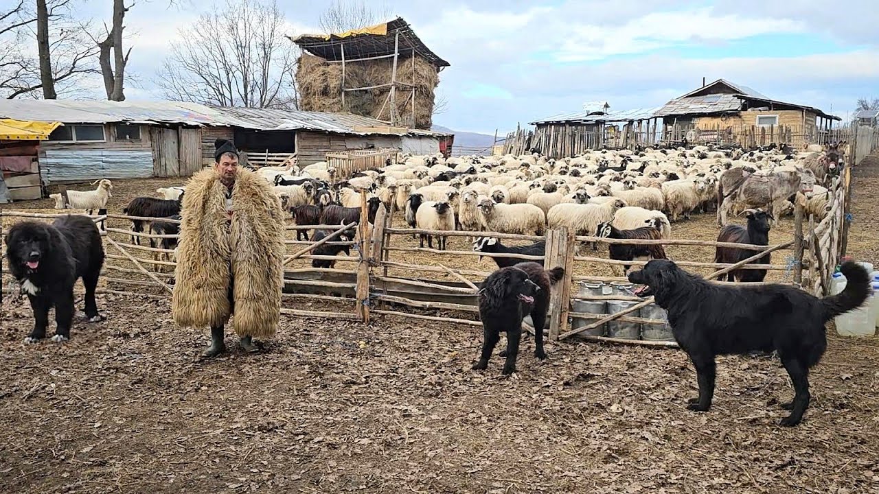 NICI UN URS NU POATE PATRUNDE IN STANA LUI MARIN CHIOJDEANU.CAINI CIOBANESTI TARI DE TOT.