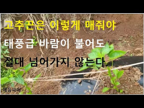 고추끈은 이렇게 매줘야 절대 넘어가지 않는다.