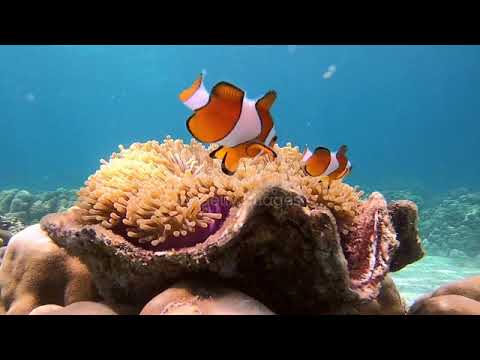 سمكة المهرج