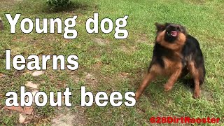 Family Gets Hooked On Beekeeping After Hive Removal From Their Home