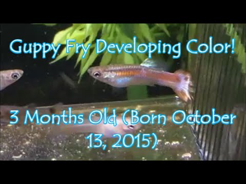 Guppy Fry Developing Color//3 Months Old (HD) - YouTube