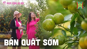 Bán quất sớm: Nhộn nhịp vườn quất Tứ Liên | Nhịp sống Hà Nội