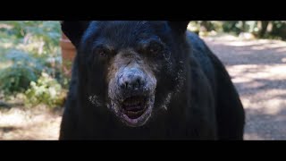 コカイン食べたクマが凶暴化！実話ベースの映画『コカイン・ベア』特報