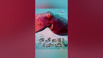 سورة الشعراء: يَوْمَ لَا يَنفَعُ مَالٌ وَلَا بَنُون، إِلَّا مَنْ أَتَى اللَّهَ بِقَلْبٍ سَلِيمٍ