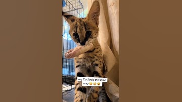 THE CAT