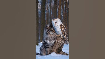 ولنبلونكم بشيء من الخوف والجوع اسلام صبحي سوره البقره