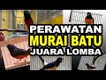 PERAWATAN MURAI BATU JUARA LOMBA | dongkrak emosi fighter dengan sarang walet dan sari walet