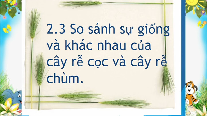 So sánh rễ cọc và rễ chùm cho ví dụ năm 2024