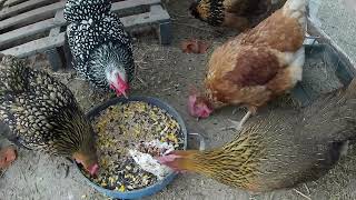 Unedited Video of Chickens Being Chickens on Easter