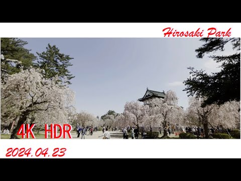 青森県弘前市 2024/04/23 弘前さくらまつり 4K HDR10bit 2160p30