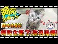 【Bonnie】阿布在哪裡?! - 貓咪洗澡記│阿布居然生氣啦 ? ! 終於要來洗澡囉 ! !