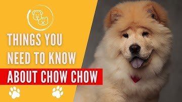 chow chow facts ( things you need to know before owning a chow chow dog)