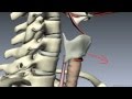 Muscles of the Larynx - Part 1 - 3D Anatomy Tutorial