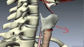 Muscles of the Larynx - Part 1 - 3D Anatomy Tutorial