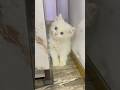 Kya soch rhi hai Flora#like #cat #cute #petlover #viral #shorts #yt #subscribe