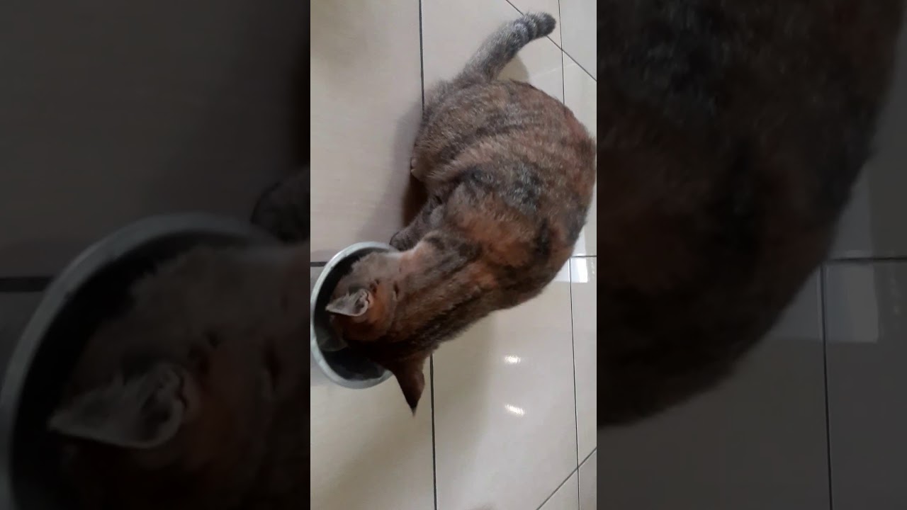 Kuning Telur Untuk Kucing / Kucing Tidak Mau Makan, Apa yang Harus