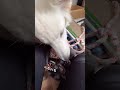迷子の子猫ちゃんを保護してみた結果