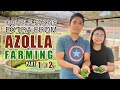 Amazing azolla farming  may pera sa azolla magasawa kumikita ng extra 5k sa pagaalaga ng azolla