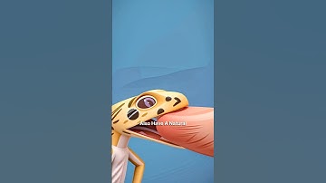 How A Lizard