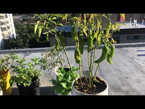 Video: Razones y soluciones para que las hojas de pimiento se vuelvan amarillas