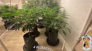 I’m Back All New Genetics | Faceded Canna | Indoor Grow I transition week