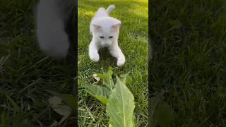 Turkish Angora catcher #catvideos