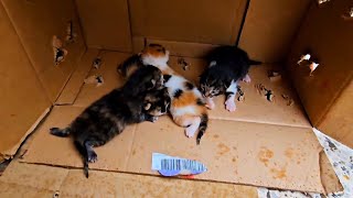 Rescue mother cat and her newborn kittens who abandoned by someone at the door of our house. by Cute Kittens 1,601 views 8 days ago 7 minutes, 11 seconds