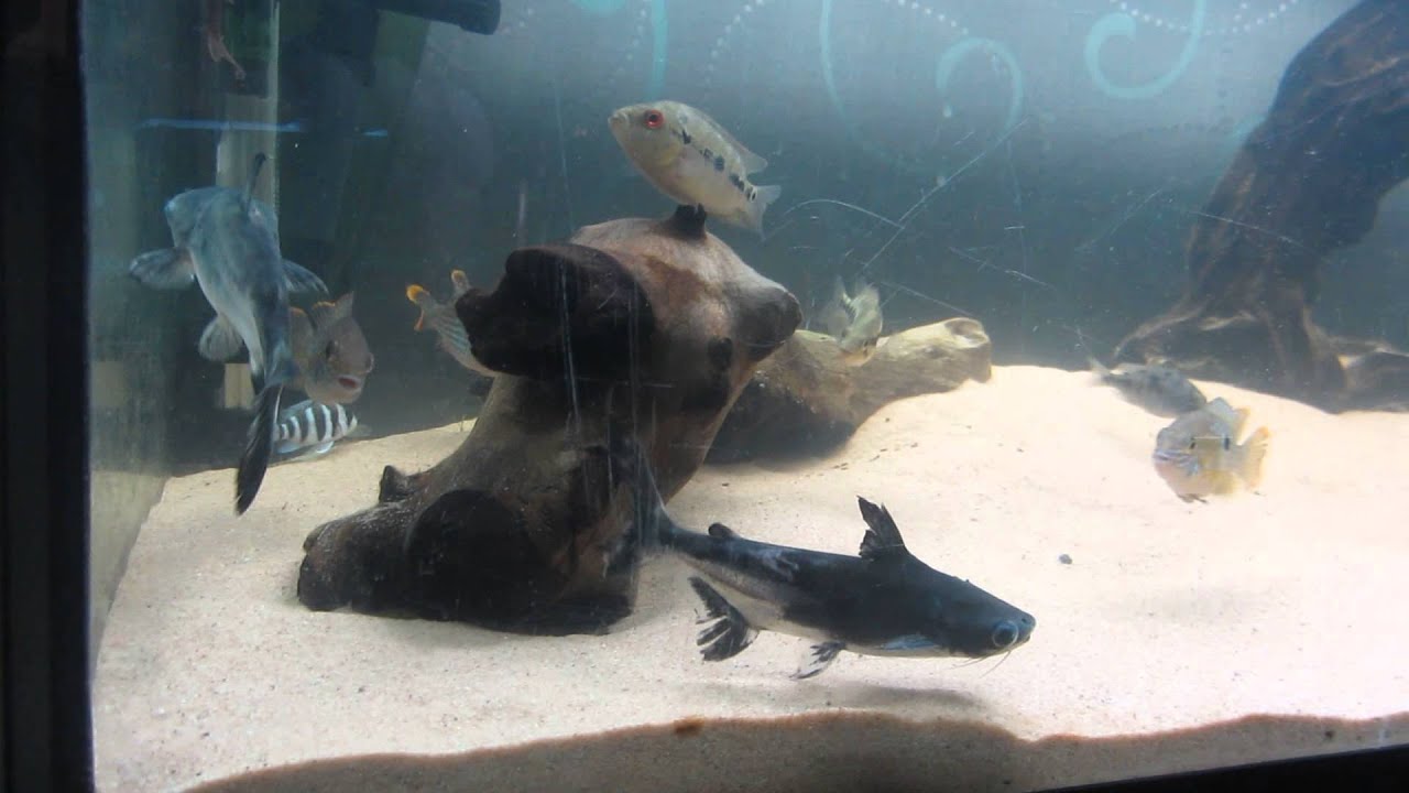 Paroon Paroon shark (Pangasius sanitwongsei) diary part 1. - YouTube