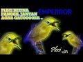 Suara Pikat Pleci Ngalas Pleci Betina Panggil Jantan Agar Gacor Mp3 - Mp4 Download