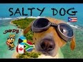 The life of SALTY DOG ~ The happy Potcake adventures! ~ WeBeYachting ~ GoPro The life of SALTY DOG ~ The happy Potcake adventures! ~ WeBeYachting ~ GoPro