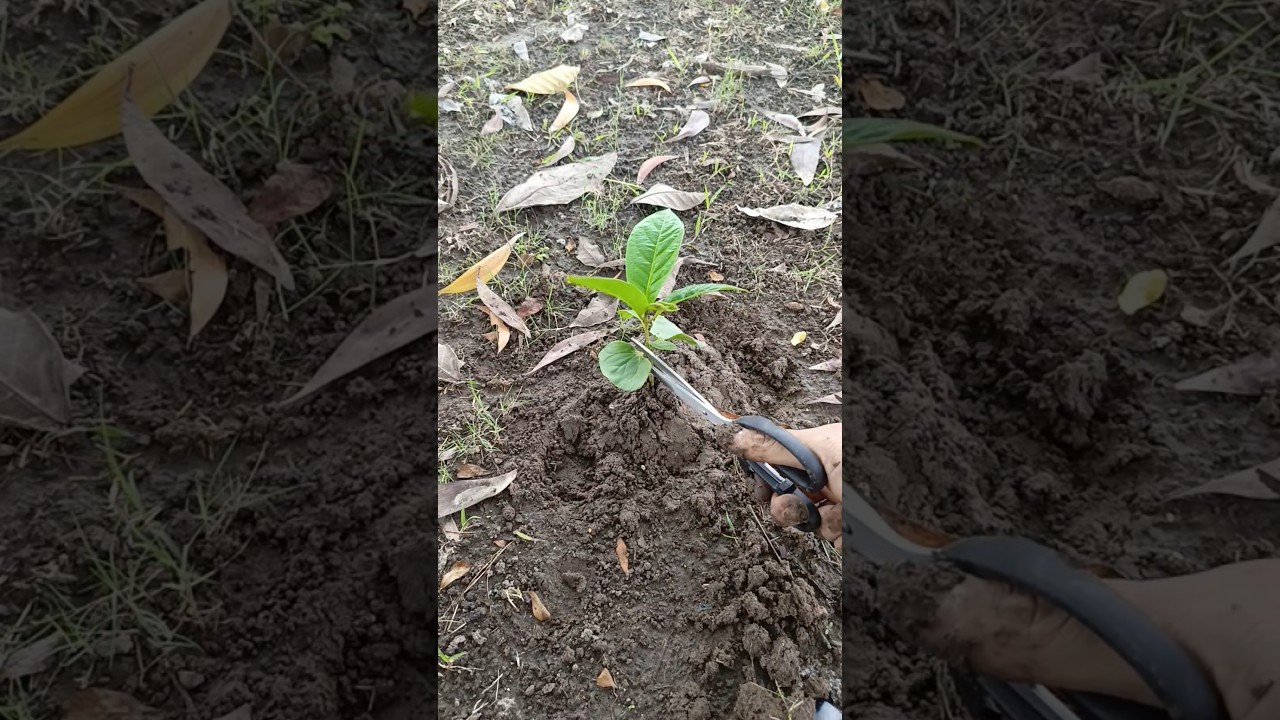 The Unique Beauty of Ketapang Tree Leaves 