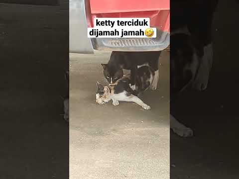 Ketty terciduk wikwik  #shortvideo #cute #cutecat