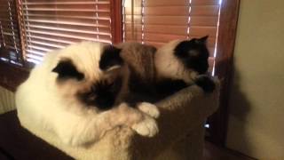 Birman Kitten and Ragdoll Cat Sharing Cat Tree