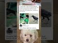 French Theme Park Employs Crows To Pick Up Trash French Theme Park Employs Crows To Pick Up Trash