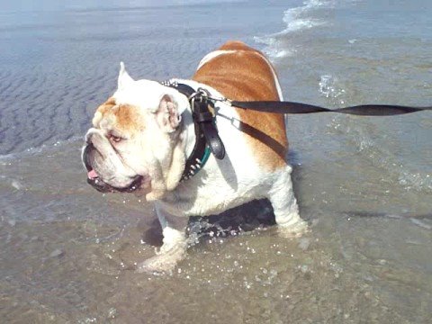 bulldog inglês na praia