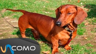 El perro Dachshund