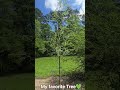 #weepingwillow #tree #myfavorite #happy #glimmers #memories #grandmother #willow #weeping #plant