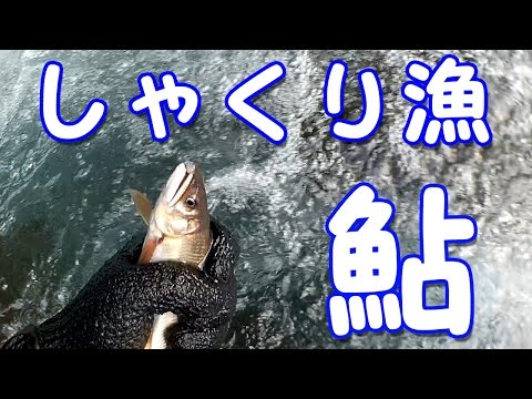 鮎のしゃくり 引っ掛けのポイント【sweetfish】