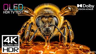 4K World’s Most Stunning Animal OLED Demo | 8K HDR Dolby Vision