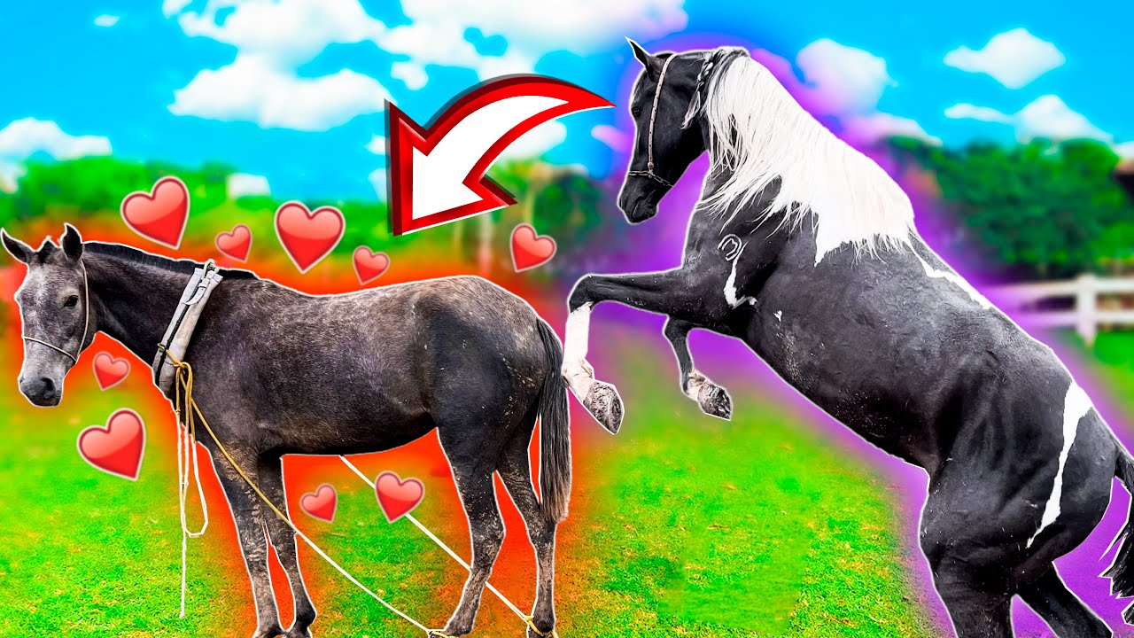 Vem MAIS Um POTRO Por AÍ 😍